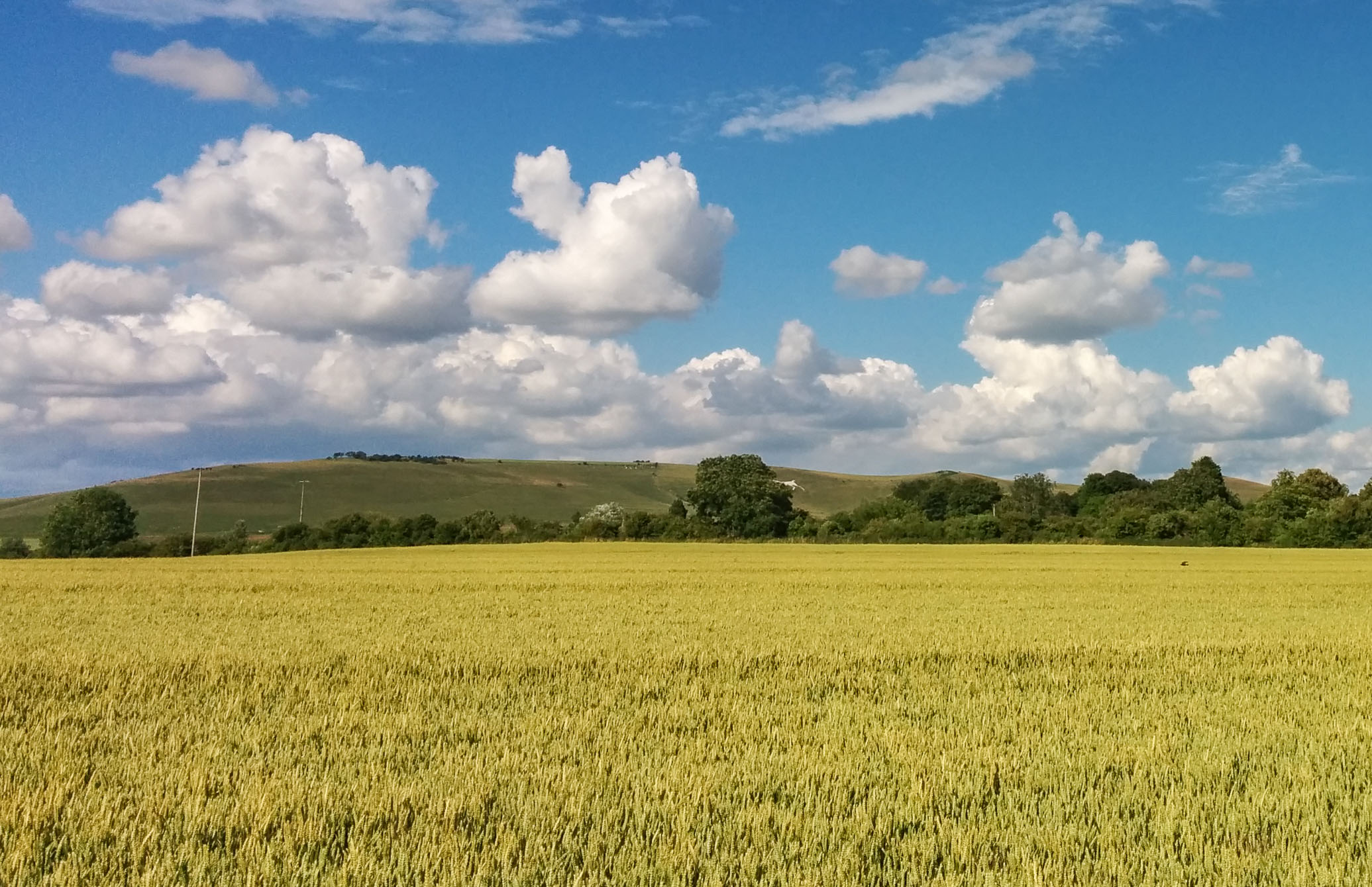 A view of Milk Hill and the Pewsey Downs from the bottom of the Stanton St Bernard. The White Horse peeks out behind the hedge. Start your exploration and adventure here!